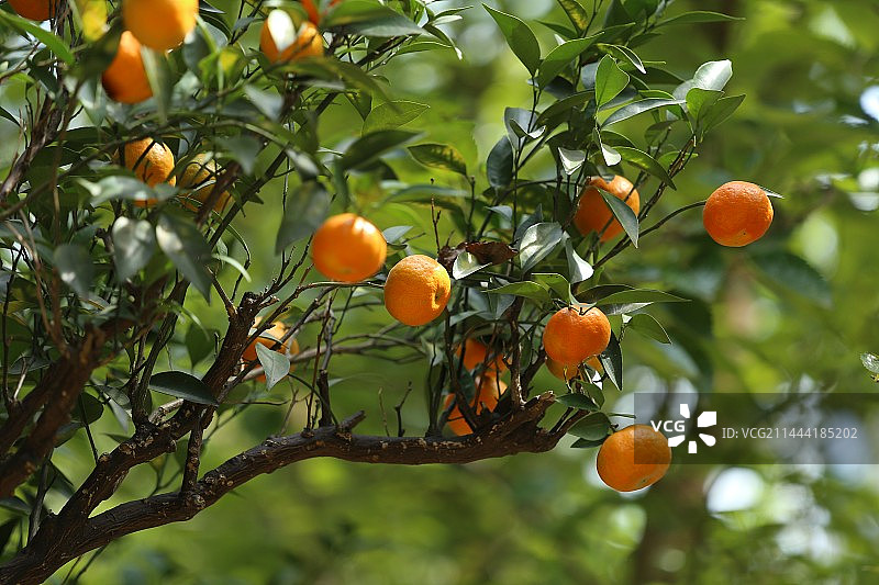枝头上挂着成熟的橘子图片素材