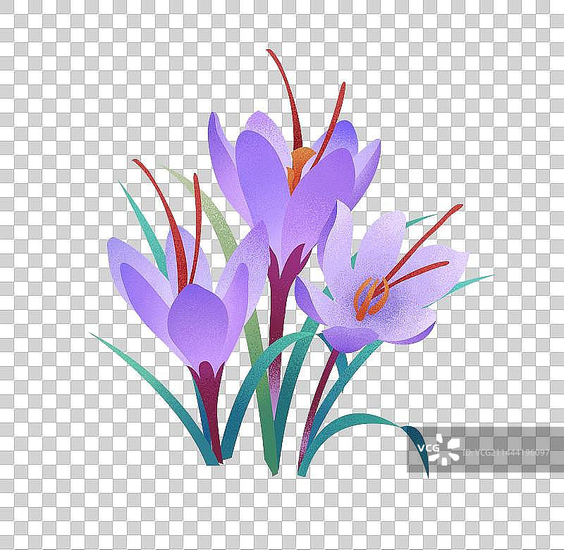 中药藏红花插画元素图片素材