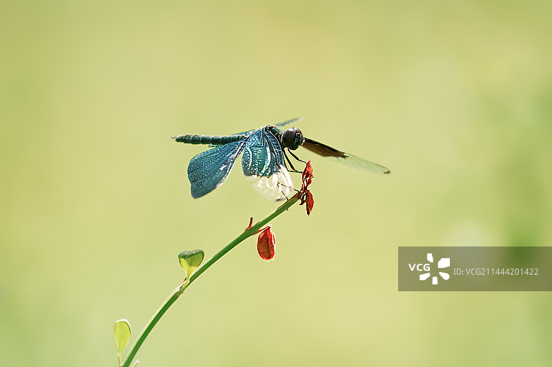 酷暑中的蜻蜓图片素材