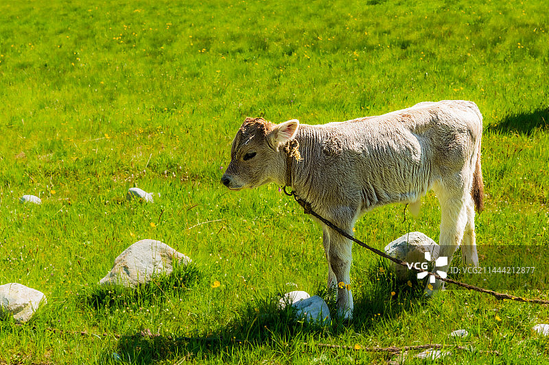 小牛犊，新疆伊犁昭苏图片素材