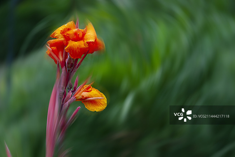 兰蕉 Canna lily图片素材