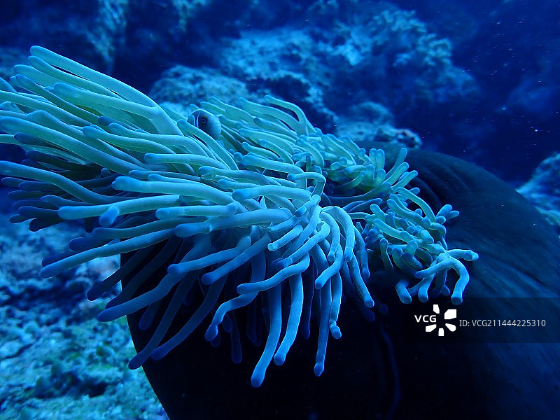 水下摄影生物剪影图片素材
