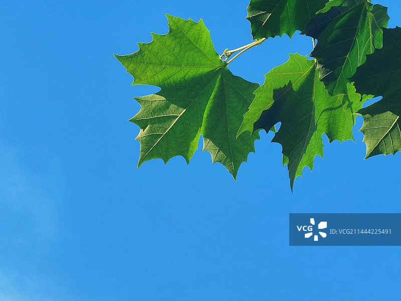 树叶图片素材