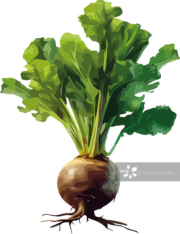 新鲜的普通甜菜图片素材