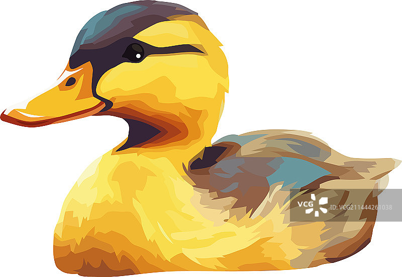 在自然池塘中嘎嘎叫的可爱小黄鸭图片素材