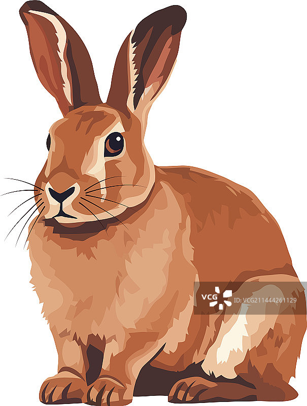 坐在白色背景上的蓬松野兔图片素材