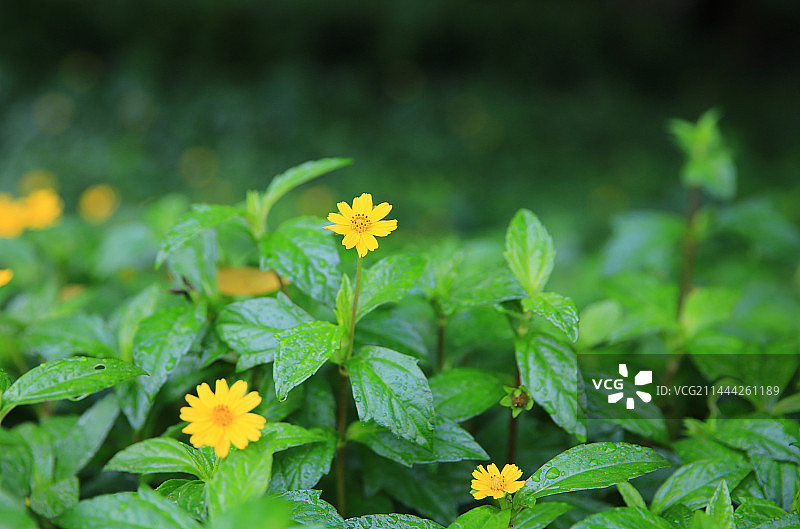 蟛蜞菊/路边菊/马兰图片素材