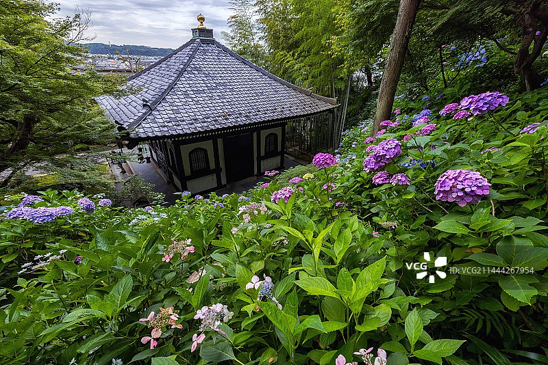 日本镰仓云谷寺紫阳花季的绣球花海图片素材