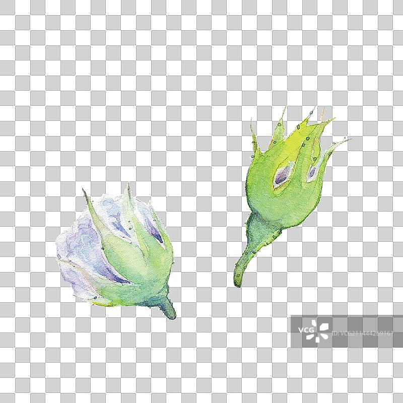 水彩手绘清新雾蓝色月季欧月含苞的待放植物特写图片素材