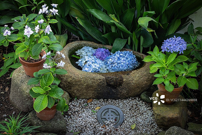 日本镰仓云谷寺紫阳花季的心型花手水装饰图片素材