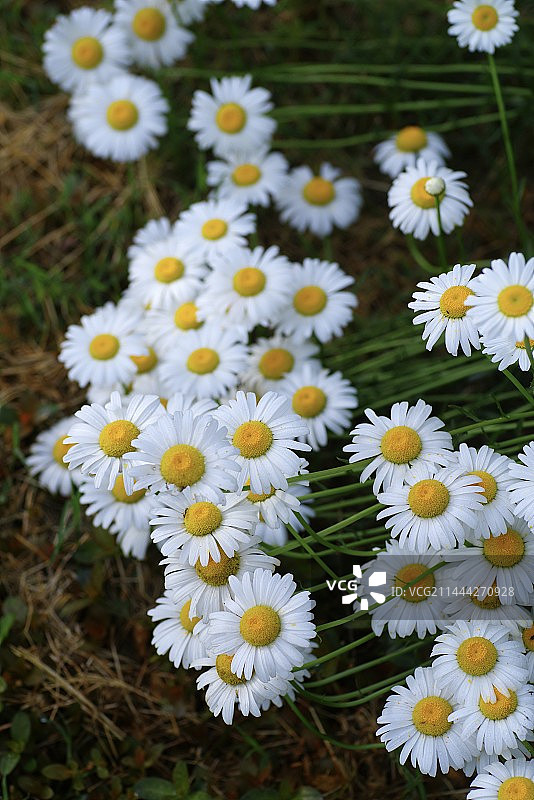 倒伏的雏菊图片素材