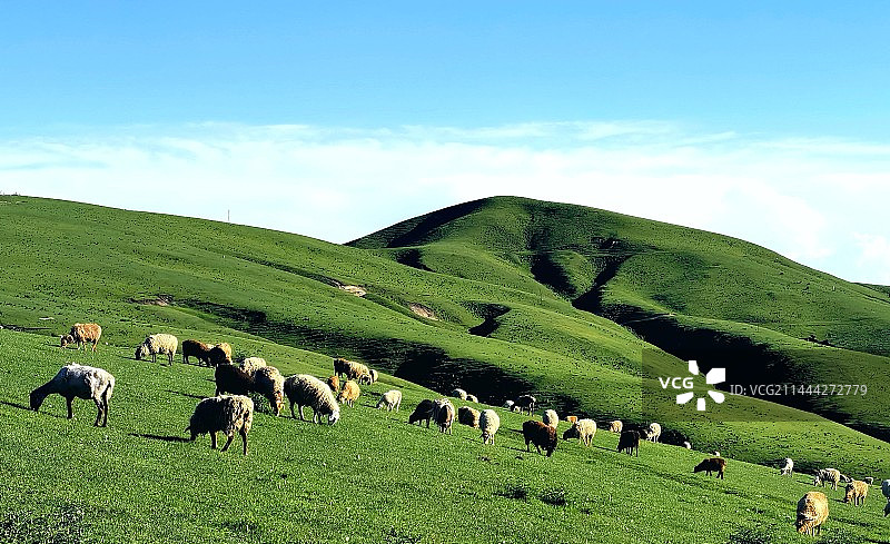 托乎拉苏草原（手机拍摄）图片素材