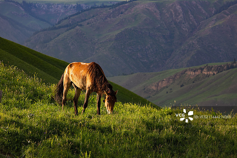 夕阳下山坡上一匹马在光影中安静地吃草图片素材