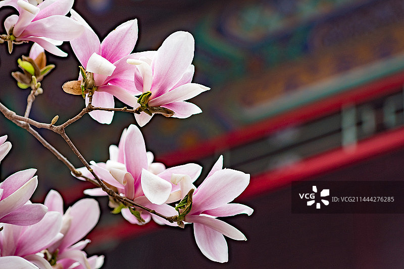 春天北京潭柘寺二乔玉兰图片素材