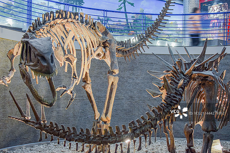 北京自然博物馆恐龙化石骨架图片素材