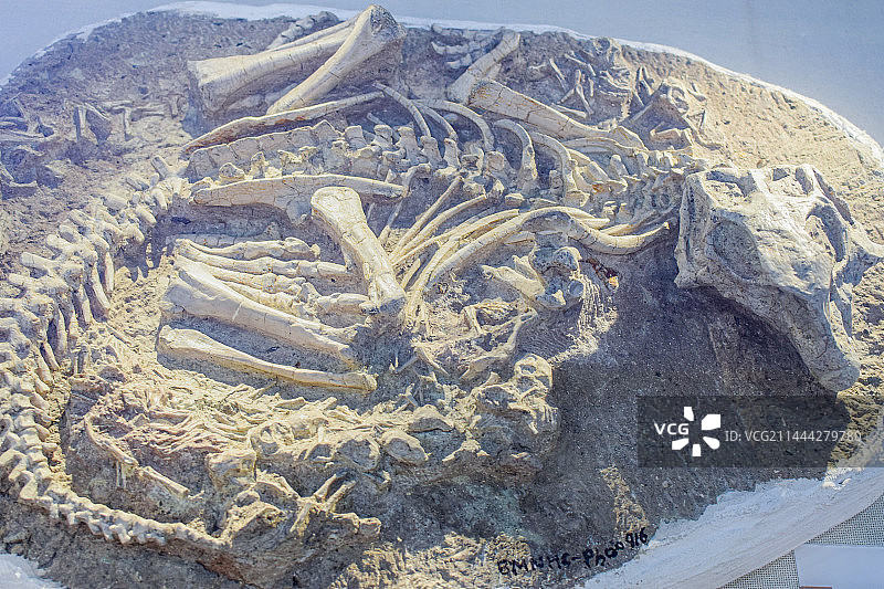 北京自然博物馆恐龙化石骨架图片素材