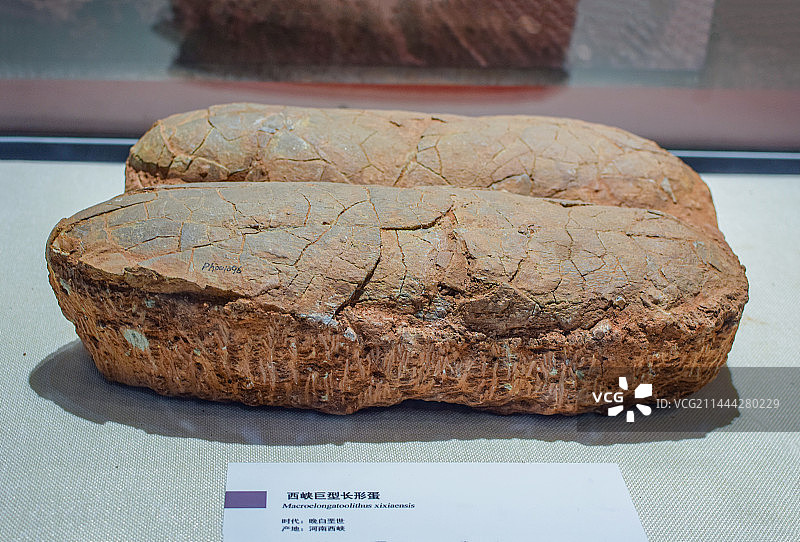 西峡巨型长型蛋图片素材