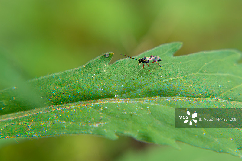 叶上昆虫特写镜头    姬蜂科姬蜂属昆虫图片素材