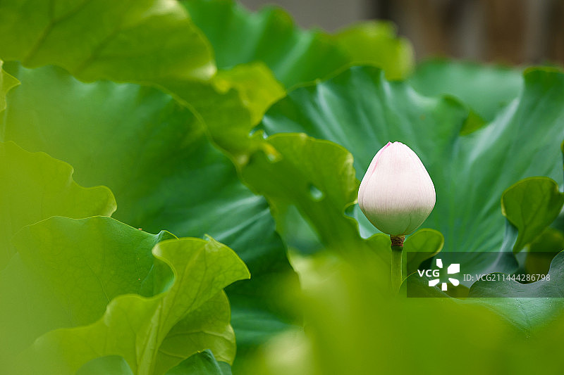 苏州昆山亭林园并蒂莲图片素材