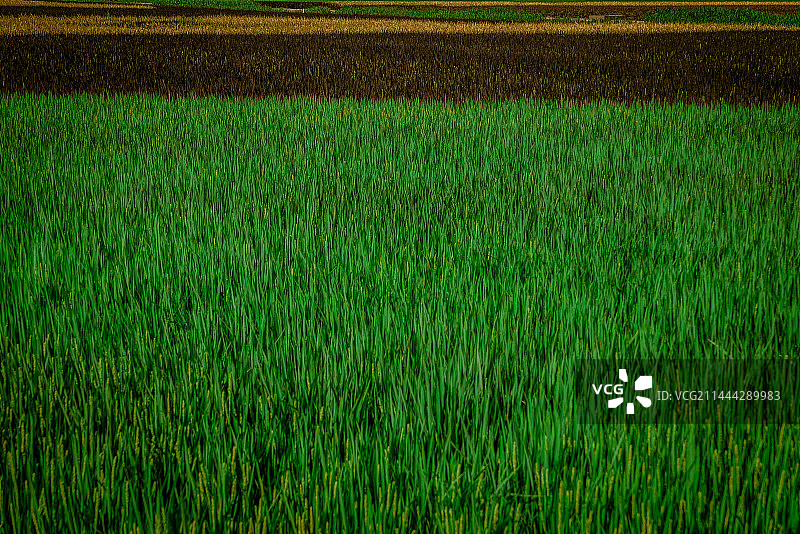 上海横沙岛艺术田园图片素材