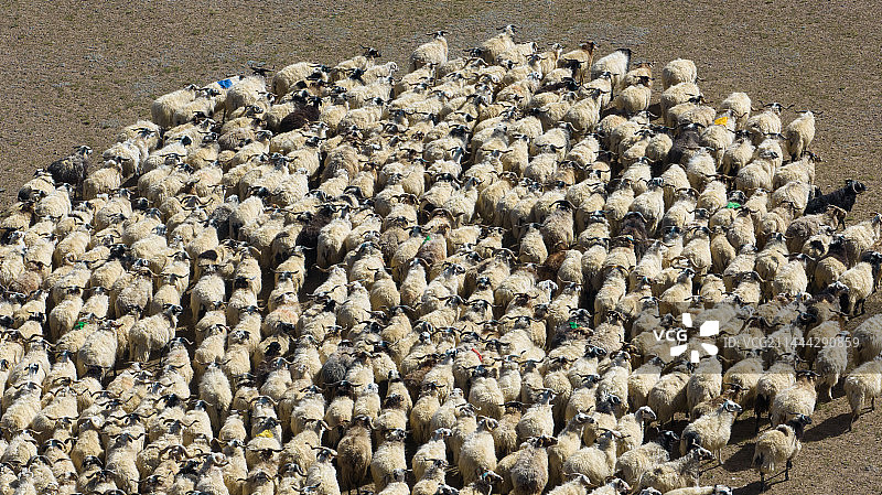 西藏那曲羊群成堆图片素材