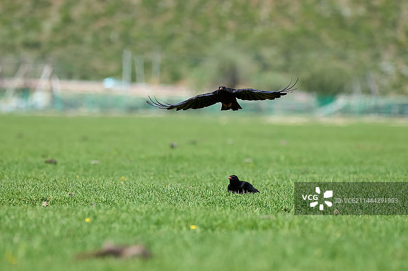 香格里拉高原牧场的红嘴山鸦图片素材