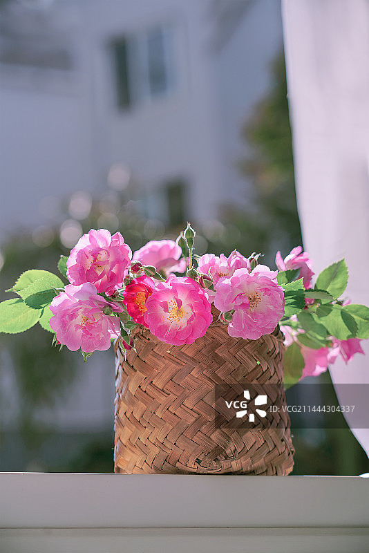 蔷薇花图片素材