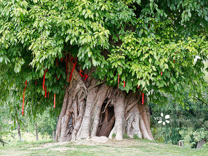 许愿树图片素材