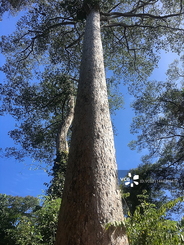 参天巨树图片素材