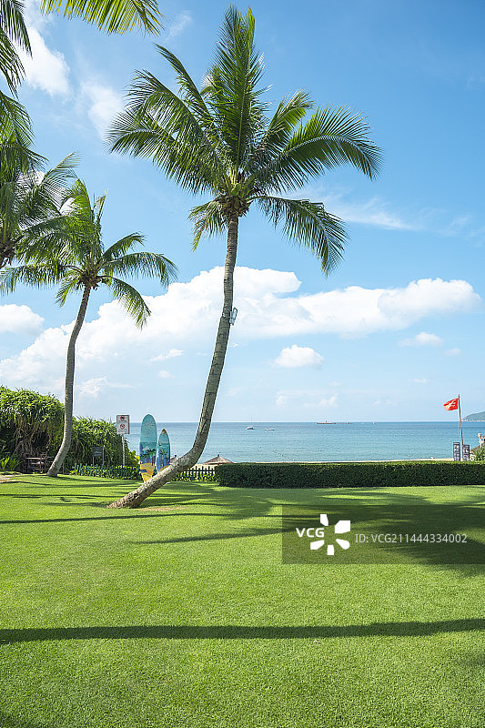 海边的草地和椰子树图片素材