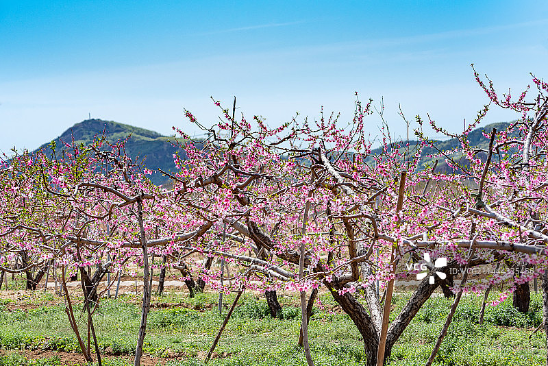 北京平谷桃花海桃花盛开图片素材