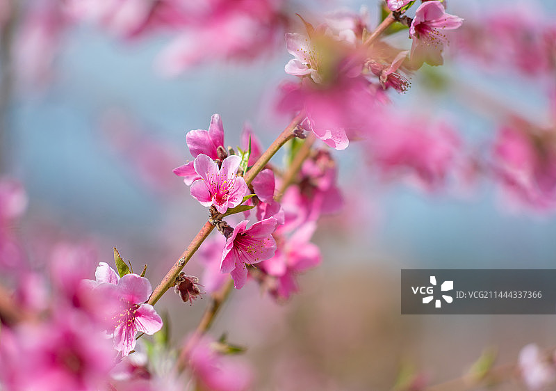 北京平谷桃花海桃花盛开图片素材