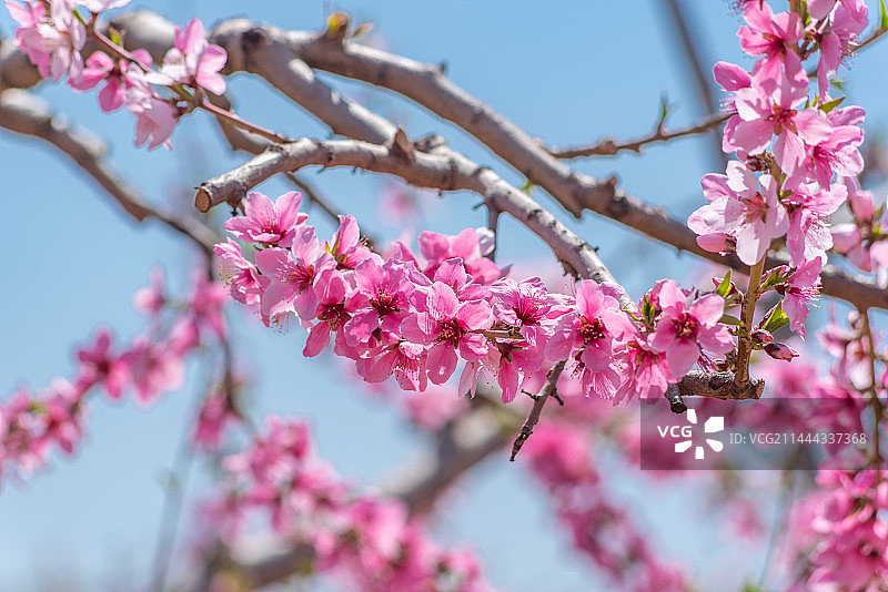 北京平谷桃花海桃花盛开图片素材