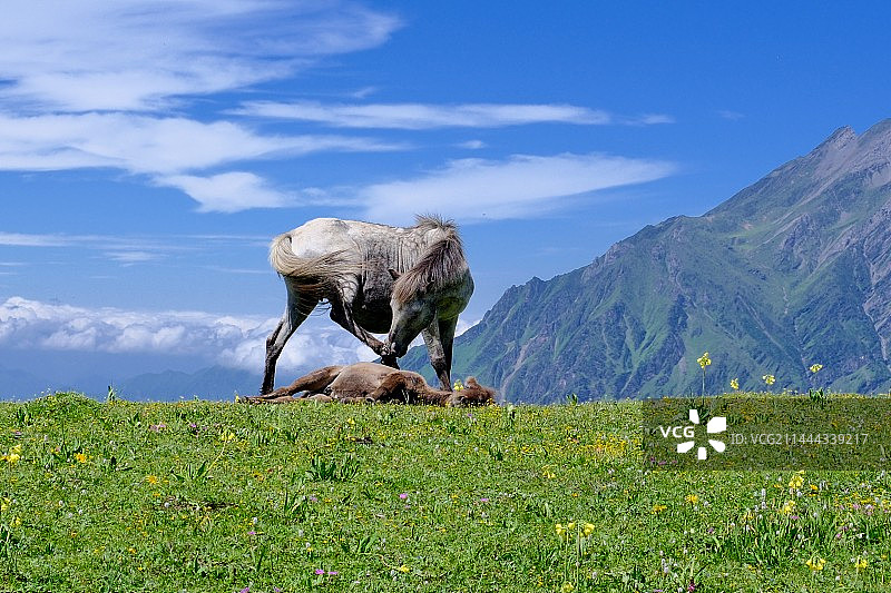 茂县九鼎山 天空下的马图片素材