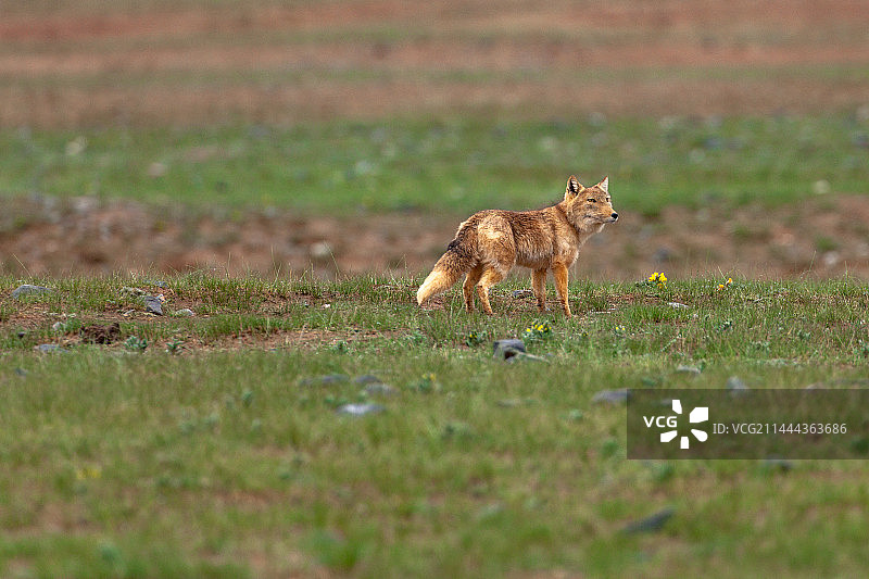 藏野狐图片素材
