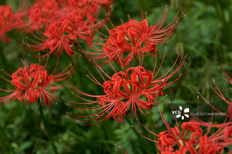 彼岸花图片素材
