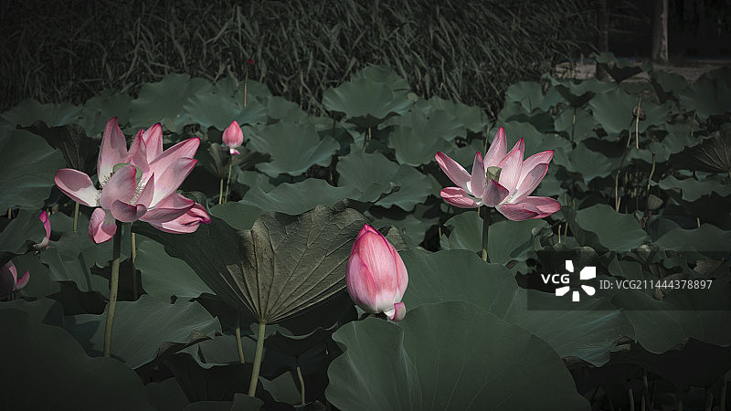 荷花盛开的季节图片素材