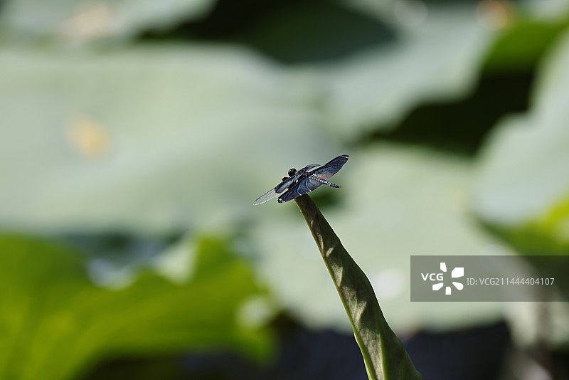 颐和园夏日图片素材