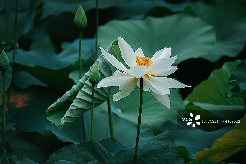 福州茶亭公园图片素材