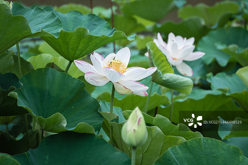 福州茶亭公园图片素材