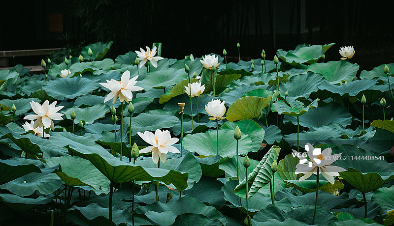 福州茶亭公园图片素材