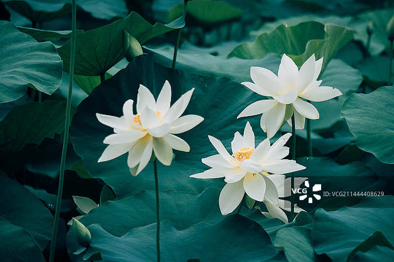 福州茶亭公园图片素材