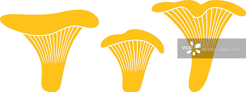 鸡油菌图片素材