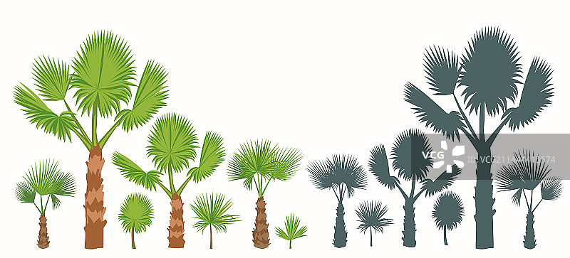 扇形棕榈树叶及其轮廓图片素材