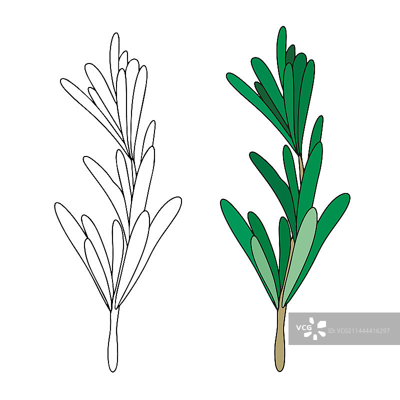 迷迭香绿色叶子，香料药用植物图片素材
