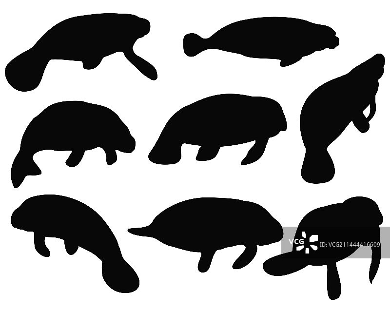 海牛轮廓合集图片素材