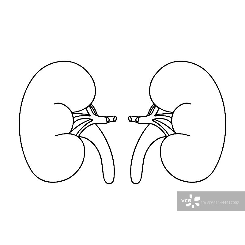 世界肾脏日强壮健康的肾脏图片素材