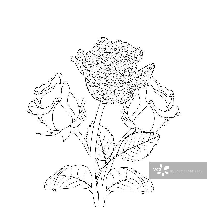 手绘玫瑰花填色书图片素材