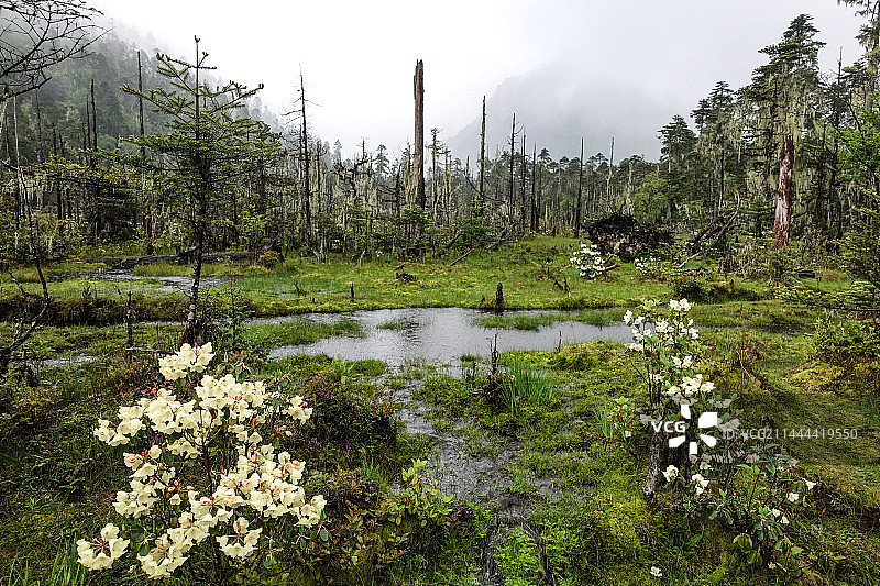 墨脱的原始森林图片素材