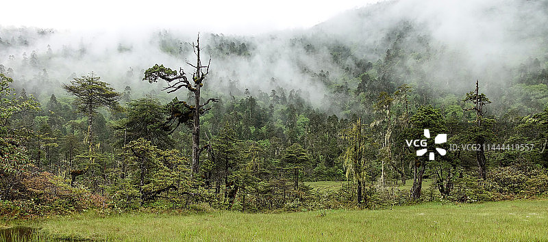 墨脱的原始森林图片素材